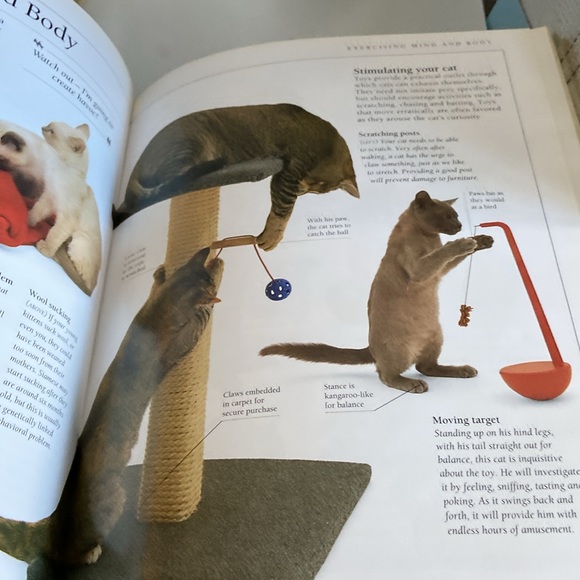 Know Your Cat by Bruce Fogle DVM great pictures & greater information - Picture 9 of 12